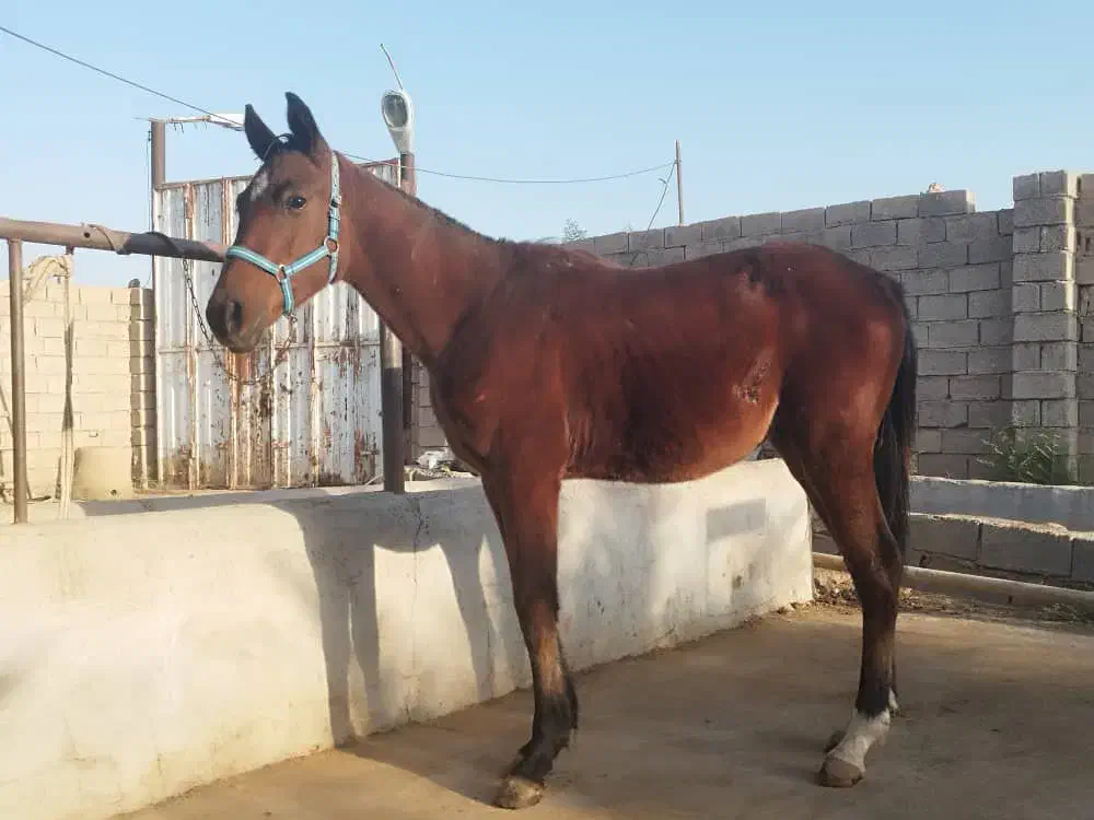 فروش کره نریون عرب خالص با خط خونی کورسی|اسب و تجهیزات اسبسواری|اهواز, دغاغله|دیوار