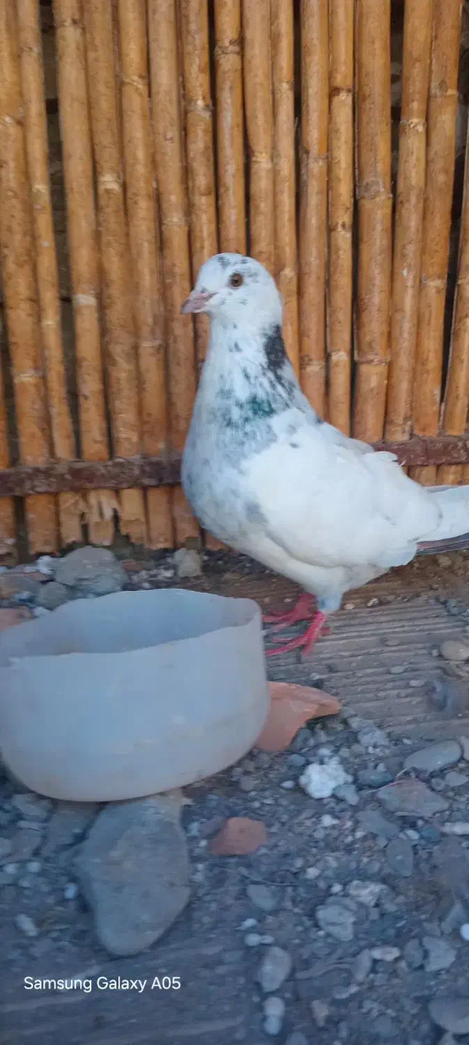 کبوتر نر مخصوص بازی|پرنده|بندر ترکمن, |دیوار