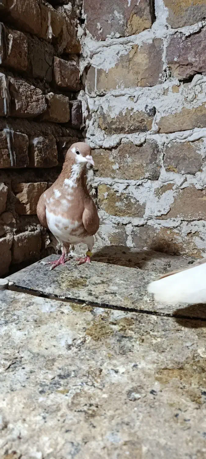 کفتر|پرنده|مینودشت, |دیوار