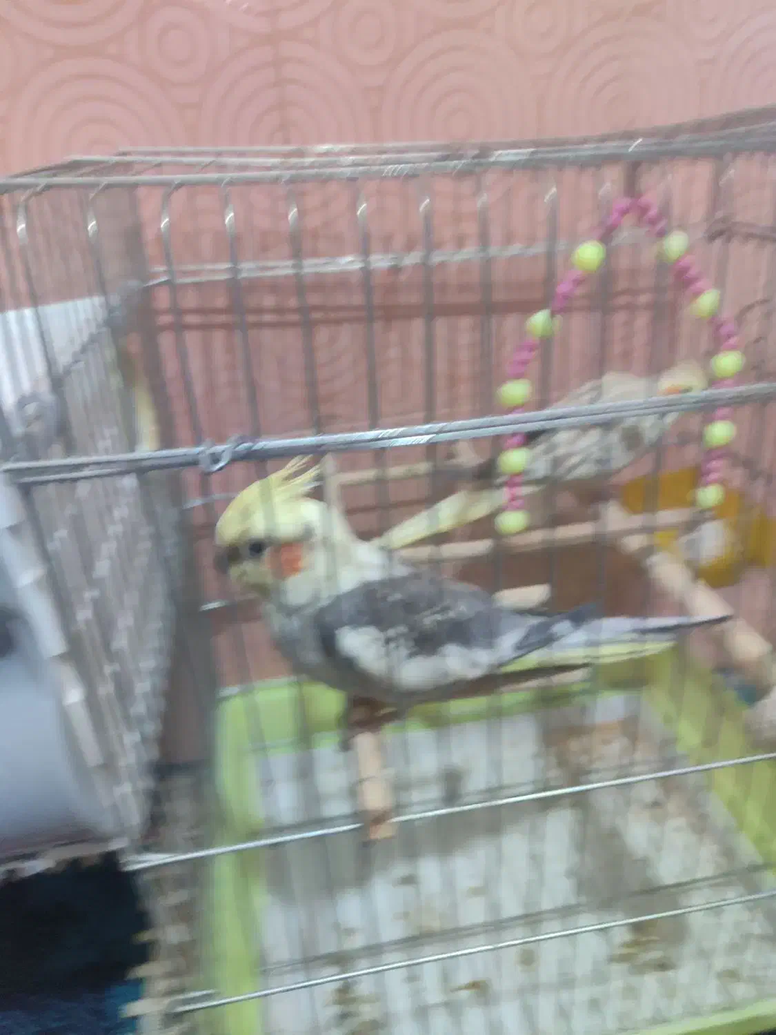 عروس هلندی|پرنده|خرم‌آباد, |دیوار