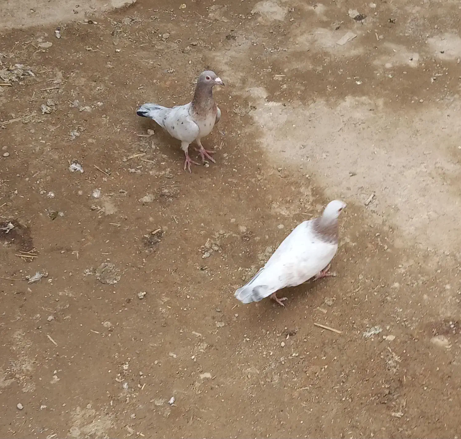 کبوتر|پرنده|کبودرآهنگ, |دیوار