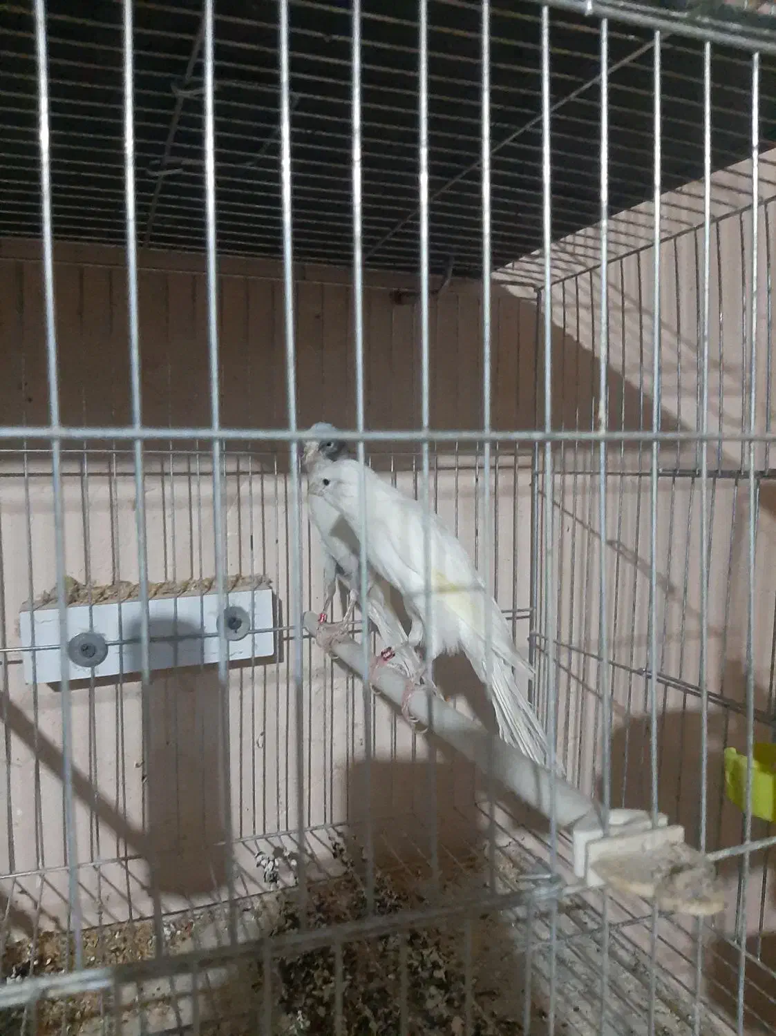 قناری رسمی بلند ماده|پرنده|تبریز, |دیوار