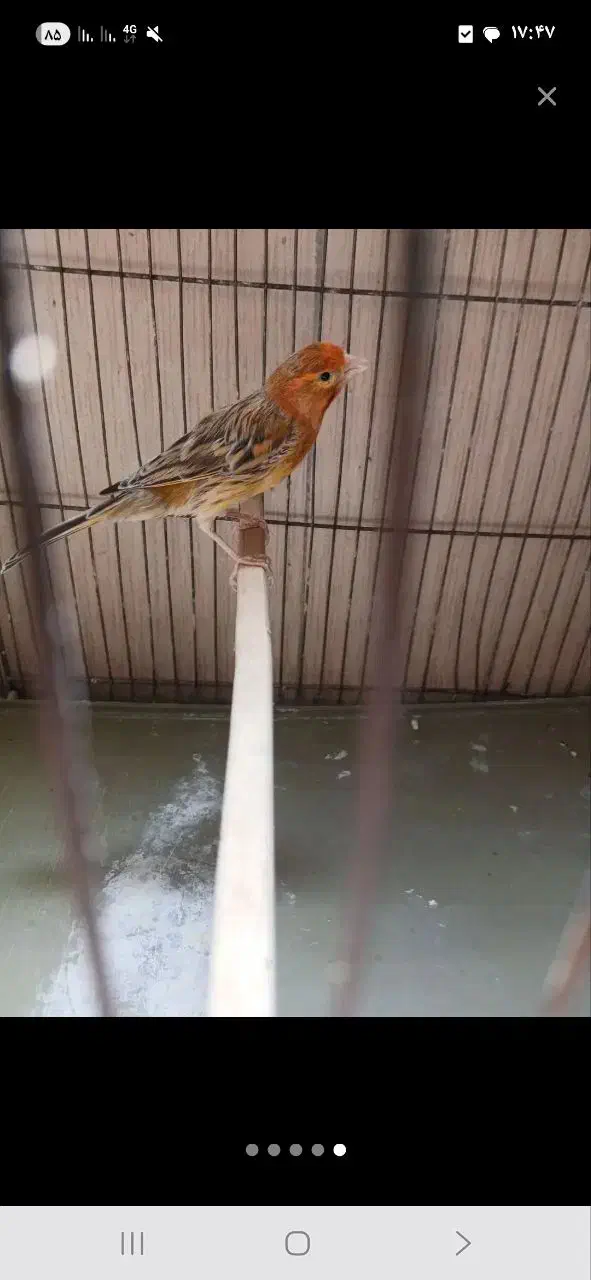 قنار نر سرخ بخون|پرنده|محمدشهر, علی آباد گونه|دیوار