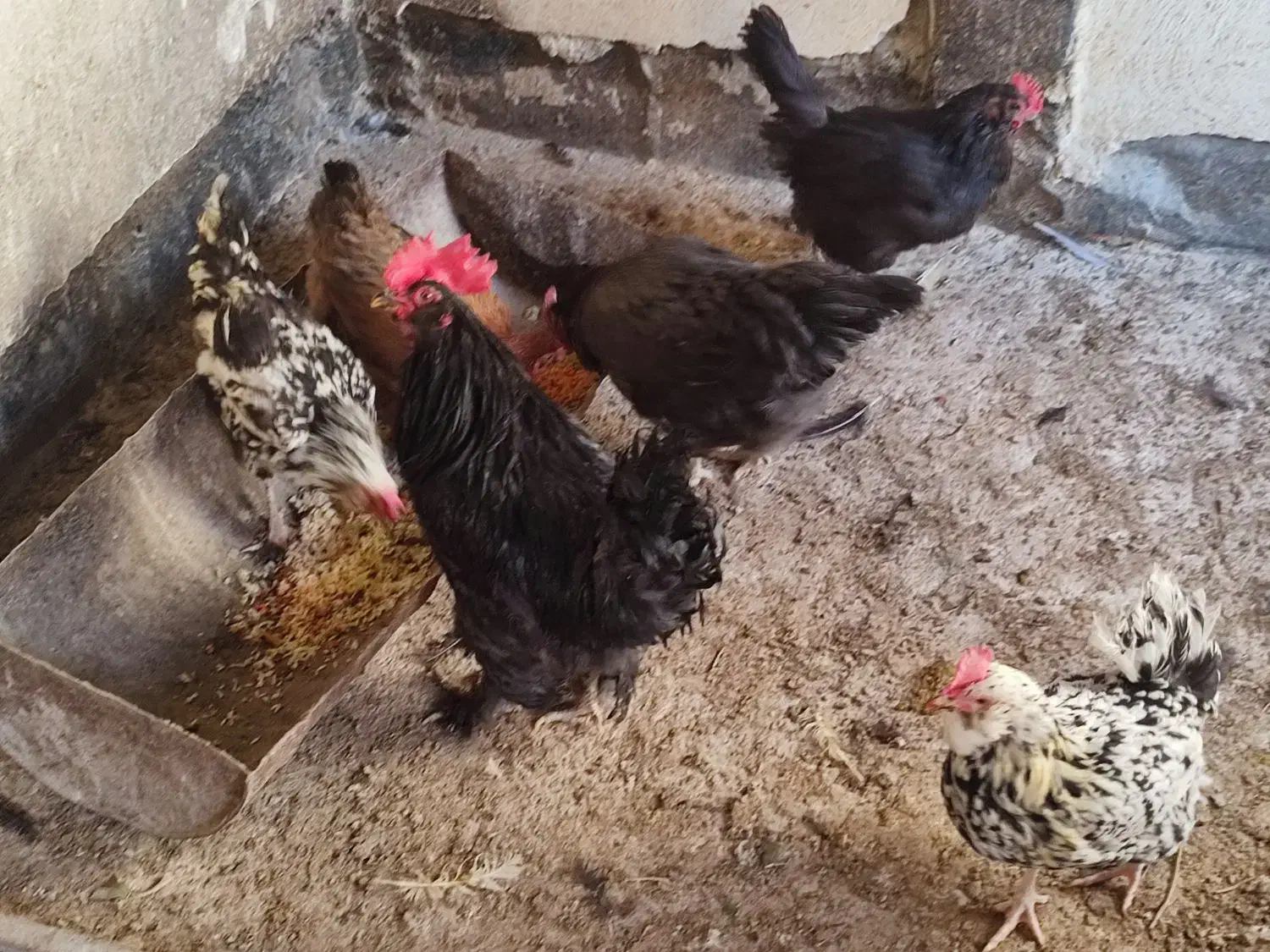 مرغ و خروس|حیوانات مزرعه|ساوه, |دیوار