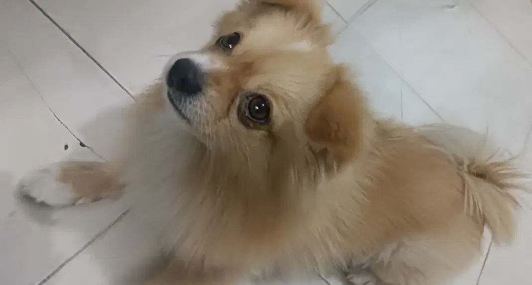 سگ پامراین روباهی|سگ|نسیمشهر, |دیوار