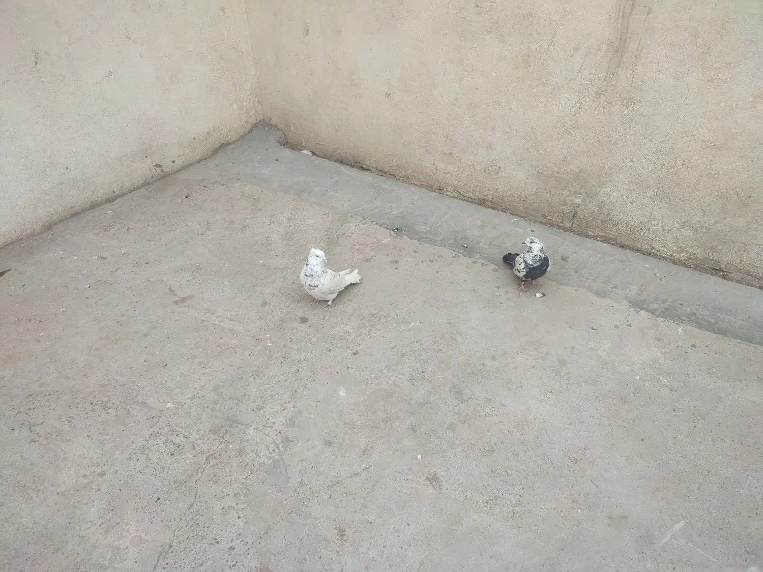 2عدد کبوتر سالم است معاوضه دارم|پرنده|قرچک, فردیس|دیوار