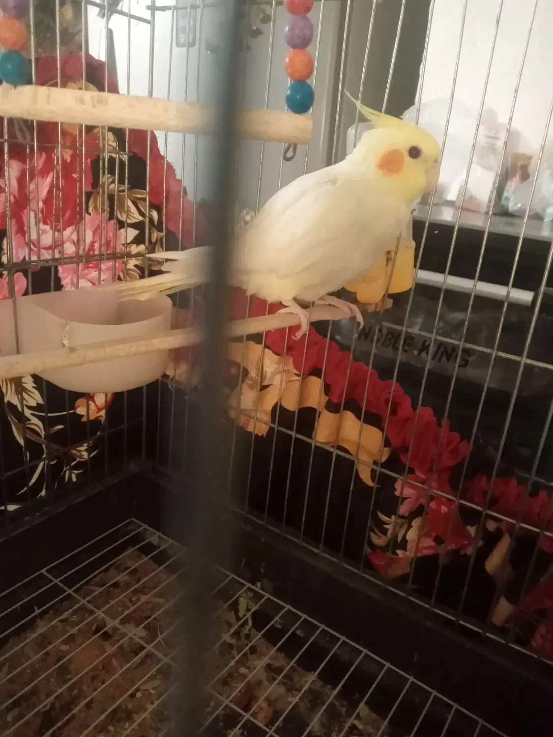 عروس هلندی|پرنده|هامون, |دیوار