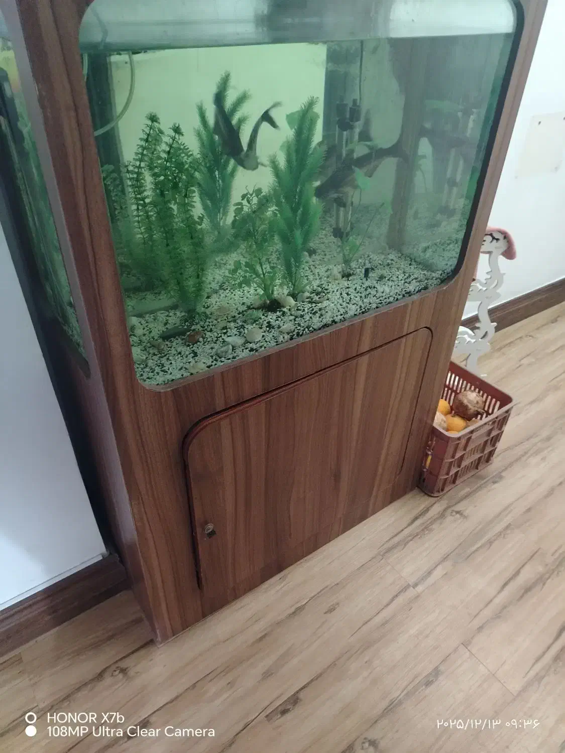 آکواریوم بزرگ با کمد همراه با لوازم وماهی|ماهی|کردکوی, |دیوار