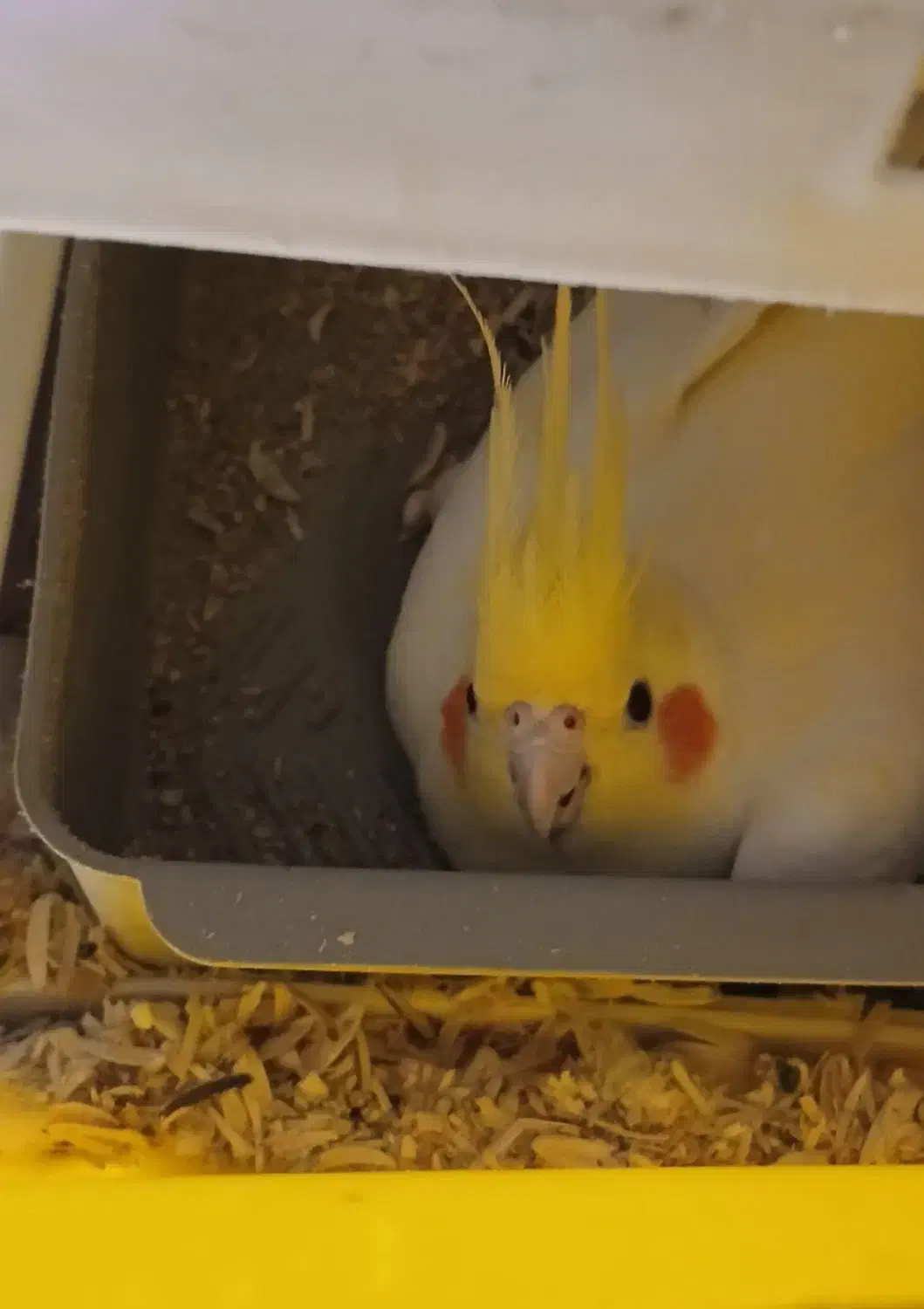 یه جفت عروس هلندی زعفرانی به شرط جوجه|پرنده|سبزوار, باهنر|دیوار