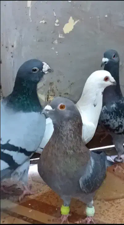 کفتر|پرنده|سده (خراسان جنوبی), |دیوار