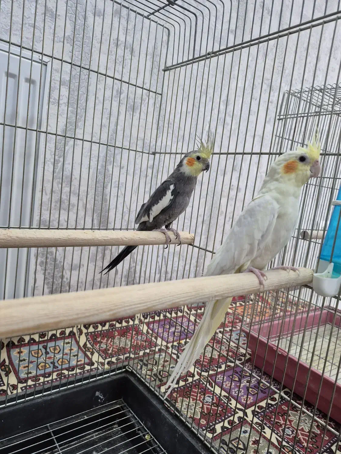 عروس هلندی جف تخم گذار|پرنده|اصفهان, ارغوانیه|دیوار