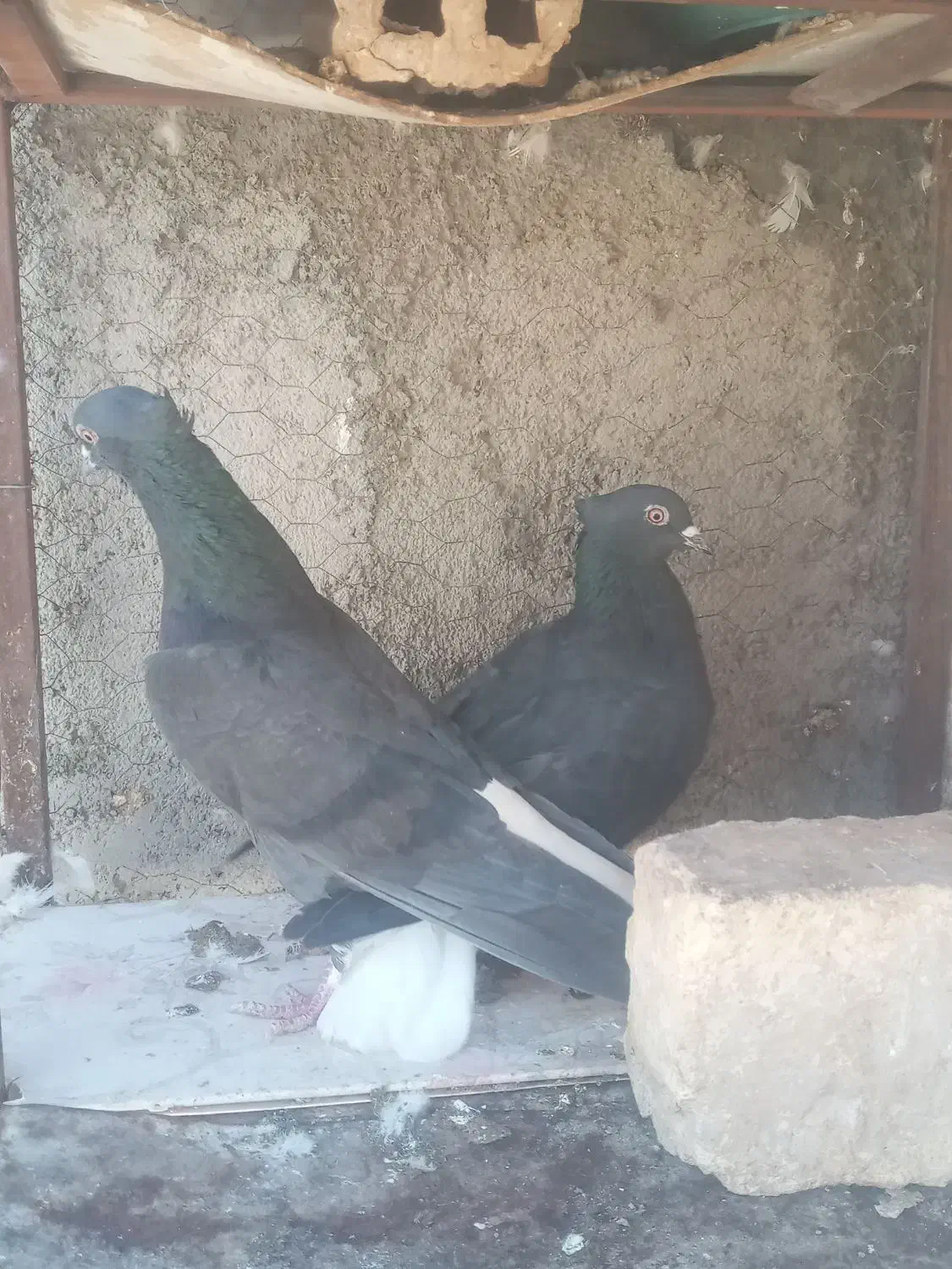 کبوتررنگی.|پرنده|مبارکه, |دیوار