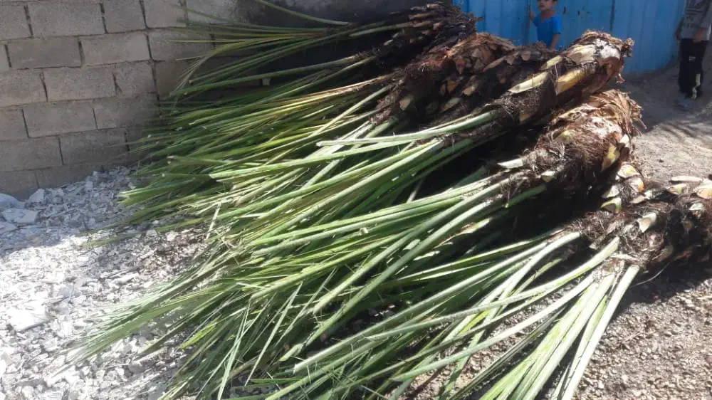 نخل پیارم اماده کاشتن ۱۵۰تاعدد ارسال به سراسر کشور|خدمات باغبانی و درختکاری|جهرم, |دیوار