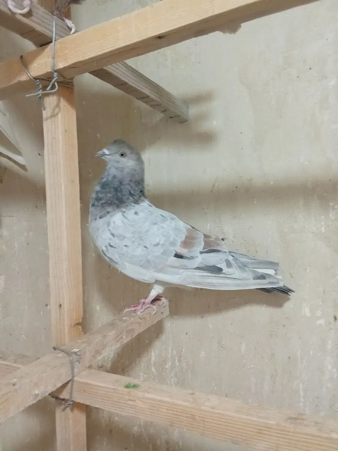 کبوتر طوقی وسرور|پرنده|باغستان, |دیوار