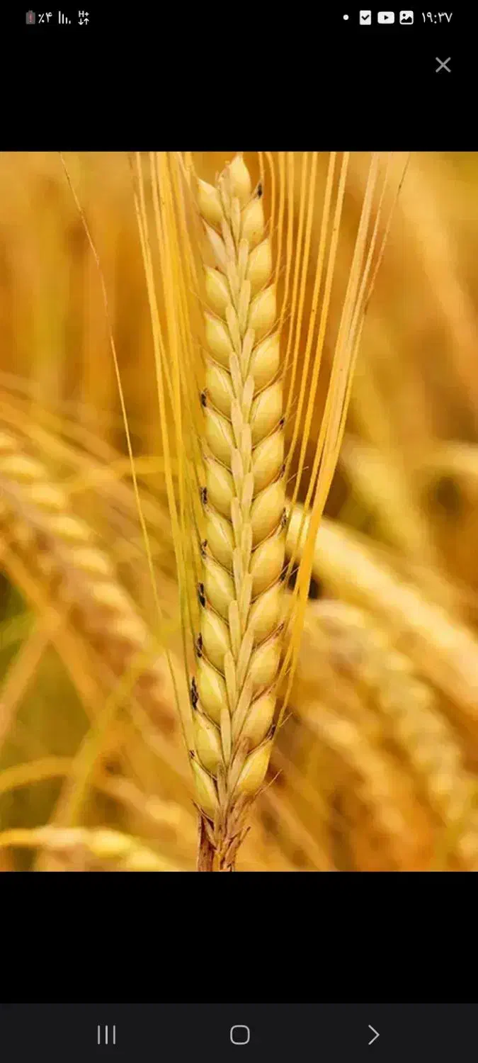 گندم برای شخم زدن|گل و گیاه طبیعی|مریوان, |دیوار