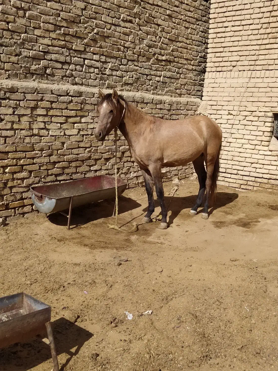 کره اسب|اسب و تجهیزات اسبسواری|قوچان, |دیوار
