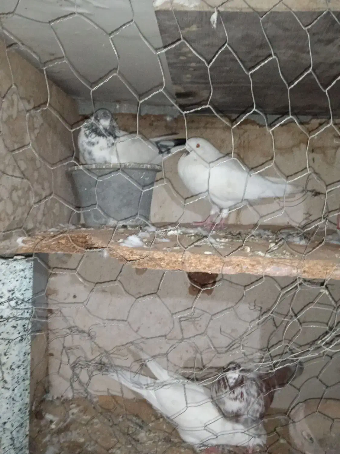 فروشی|پرنده|بندرعباس, |دیوار