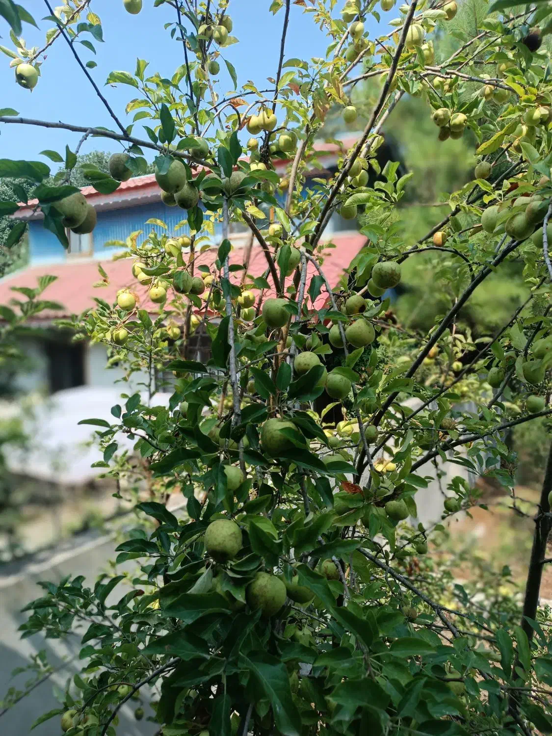 ویلای ساحلی سند دار ۱۰۰ قدمی ساحل شفارود|فروش خانه و ویلا|رضوانشهر, |دیوار