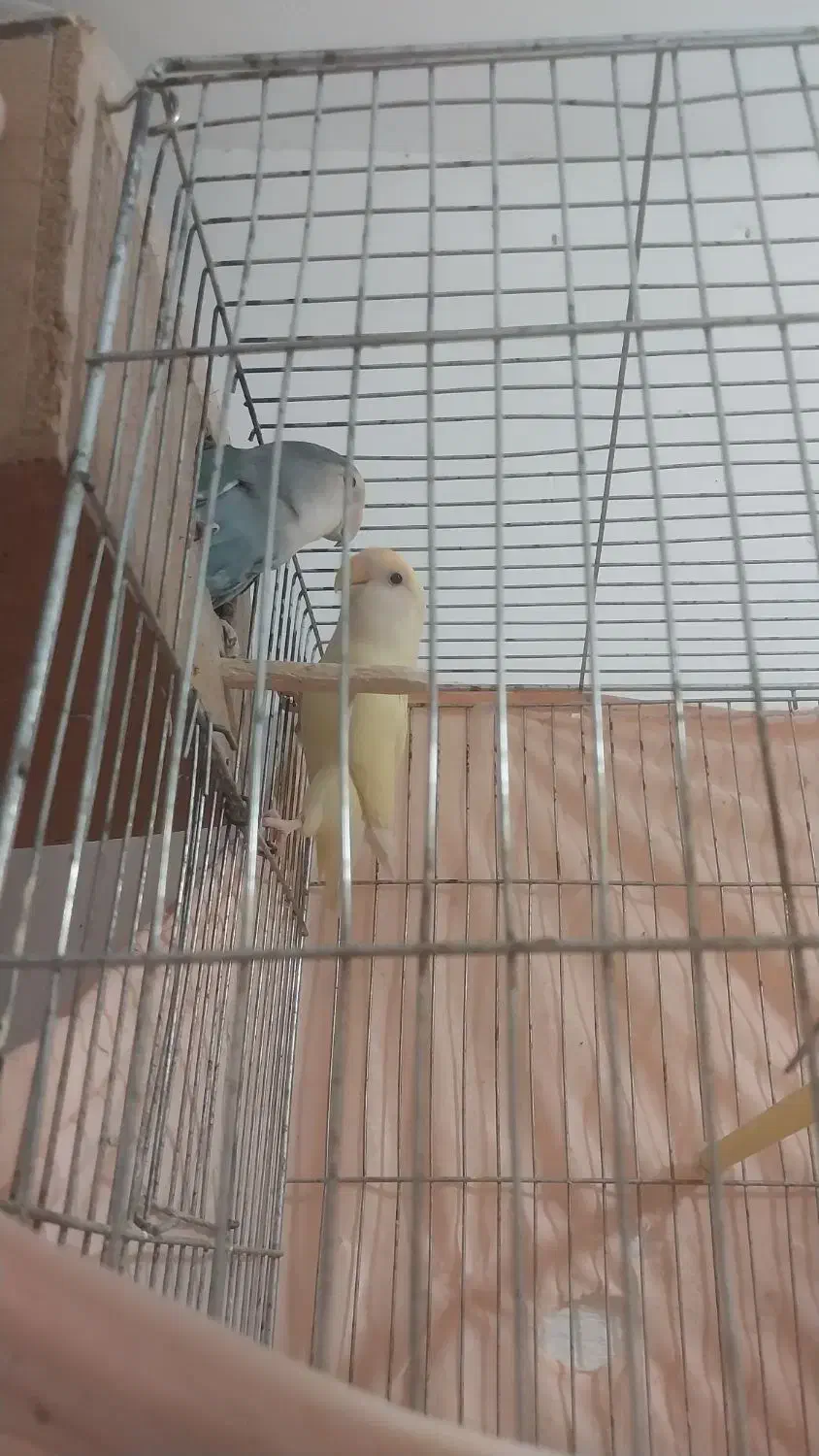 برزیلی عروس فنچ|پرنده|فردیس, ثابتی|دیوار