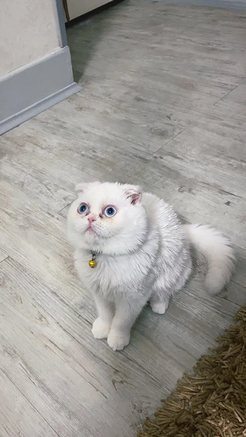 گربه اسکاتیش فولد|گربه|اصفهان, محمودیه|دیوار