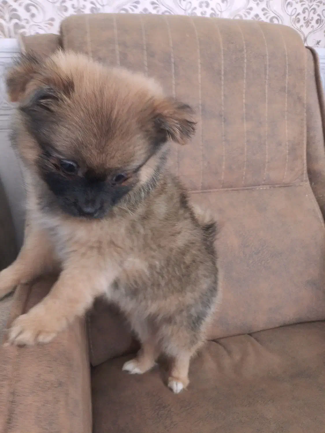 سگ پامر|سگ|مشهد, یاس|دیوار