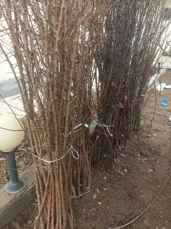 نهال سردسیری|خدمات باغبانی و درختکاری|مراغه, |دیوار