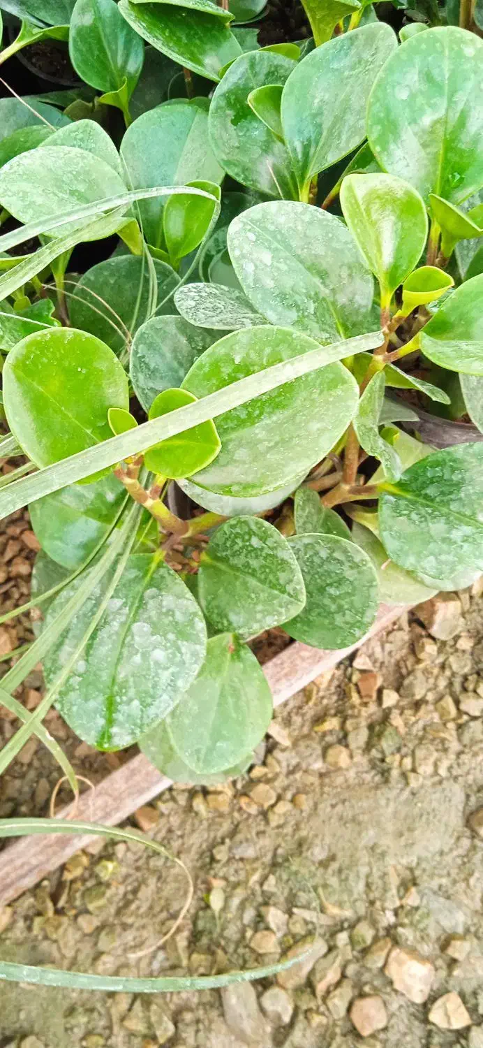 گل کادو روز مادر|گل و گیاه طبیعی|بروجرد, |دیوار