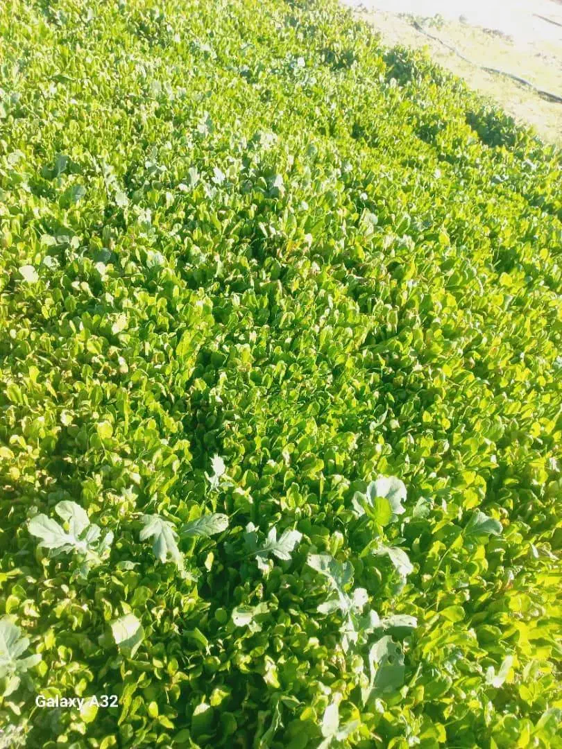 نشا کاهو|خدمات باغبانی و درختکاری|نورآباد ممسنی, |دیوار