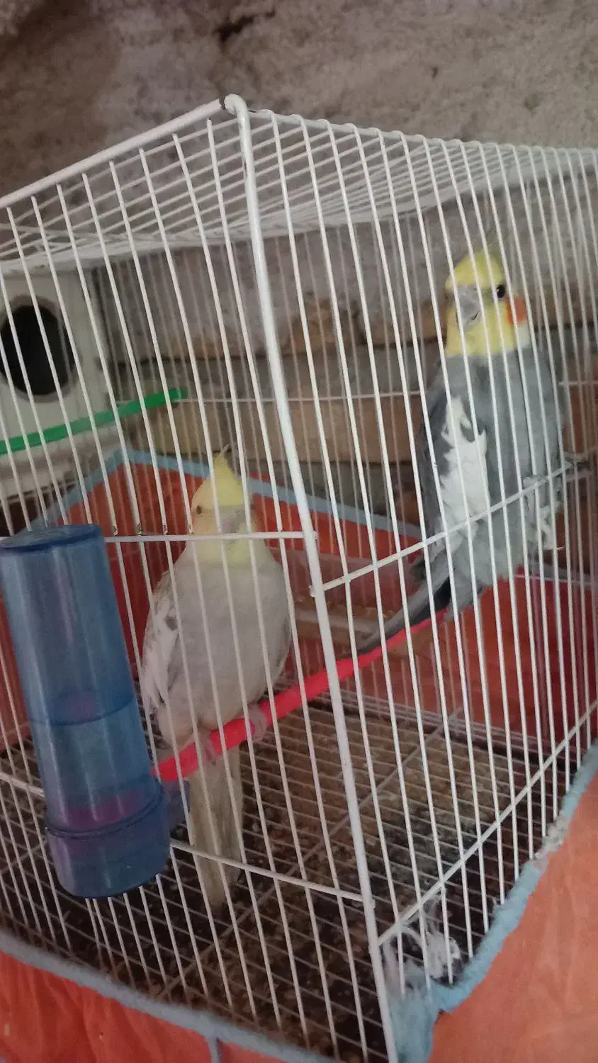 پرنده کتوله عروس هلندی|پرنده|تربت‌حیدریه, ده پائین|دیوار