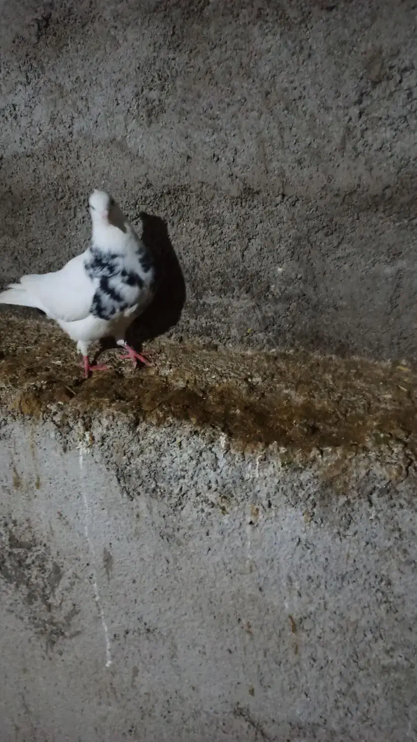 طوقی|حیوانات|ایذه, |دیوار