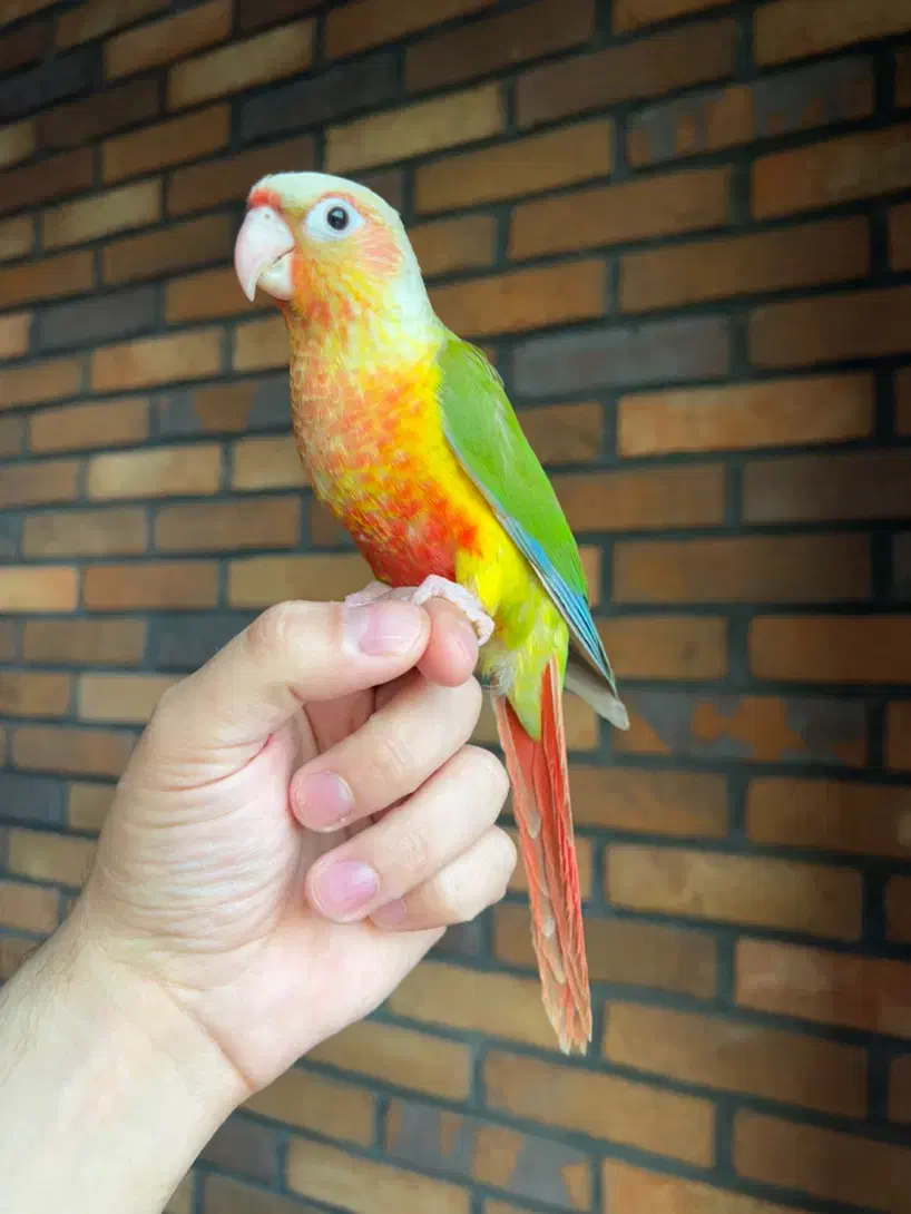 گرینچیک آناناسی اکستریم رد|پرنده|تهران, سعادتآباد|دیوار