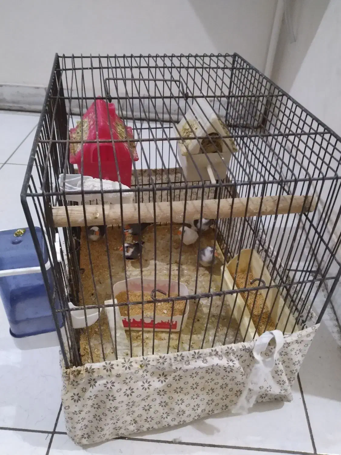 6 عدد فنج مولد|پرنده|تهران, جیحون|دیوار