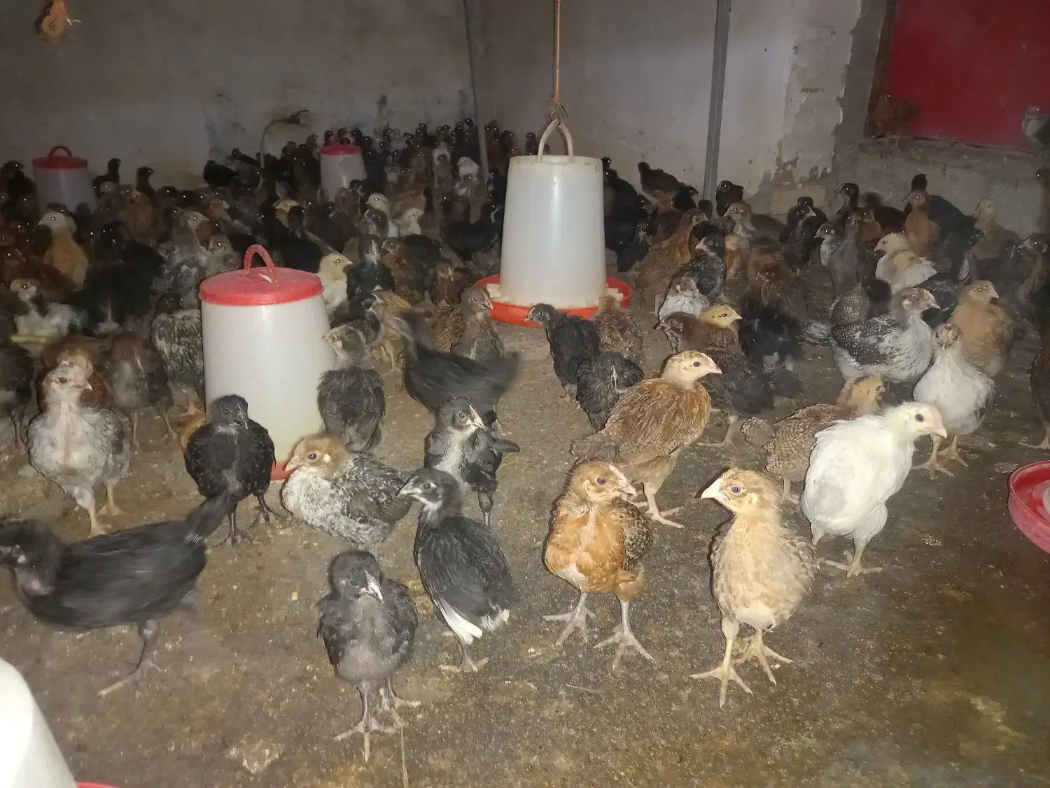 جوجه مرغ وخروس گلپایگانی ۲۰روزه واکسن خورده|حیوانات مزرعه|فرمهین, |دیوار