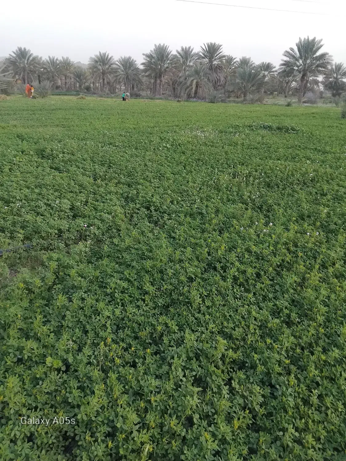 یونجه پرسی|فروش دفتر صنعتی، کشاورزی، تجاری|رودخانه, |دیوار