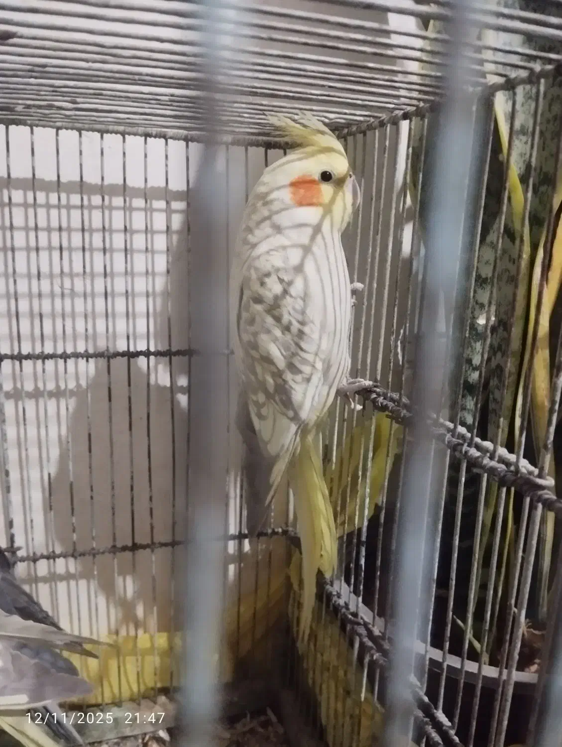 عروس هلندی همراه جوجه|پرنده|بهار, |دیوار