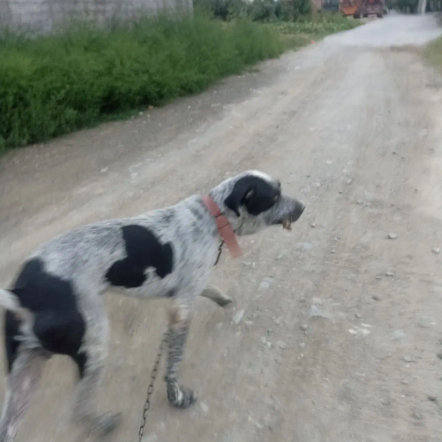 سگ گمشده|حیوانات|کردکوی, |دیوار