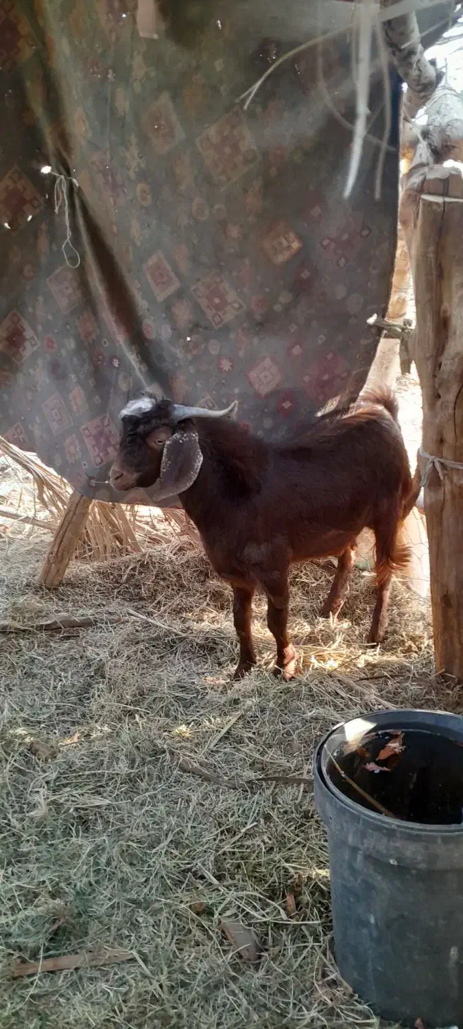 یک گیسه ودوتا چپش نری ویک کهره نر چاق چاق|حیوانات مزرعه|بم, |دیوار