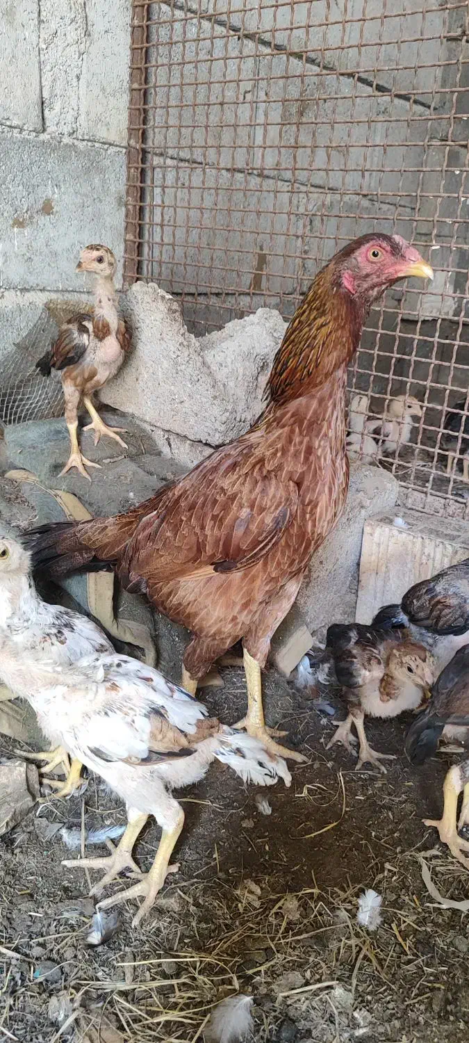 مرغ|حیوانات مزرعه|میناب, |دیوار