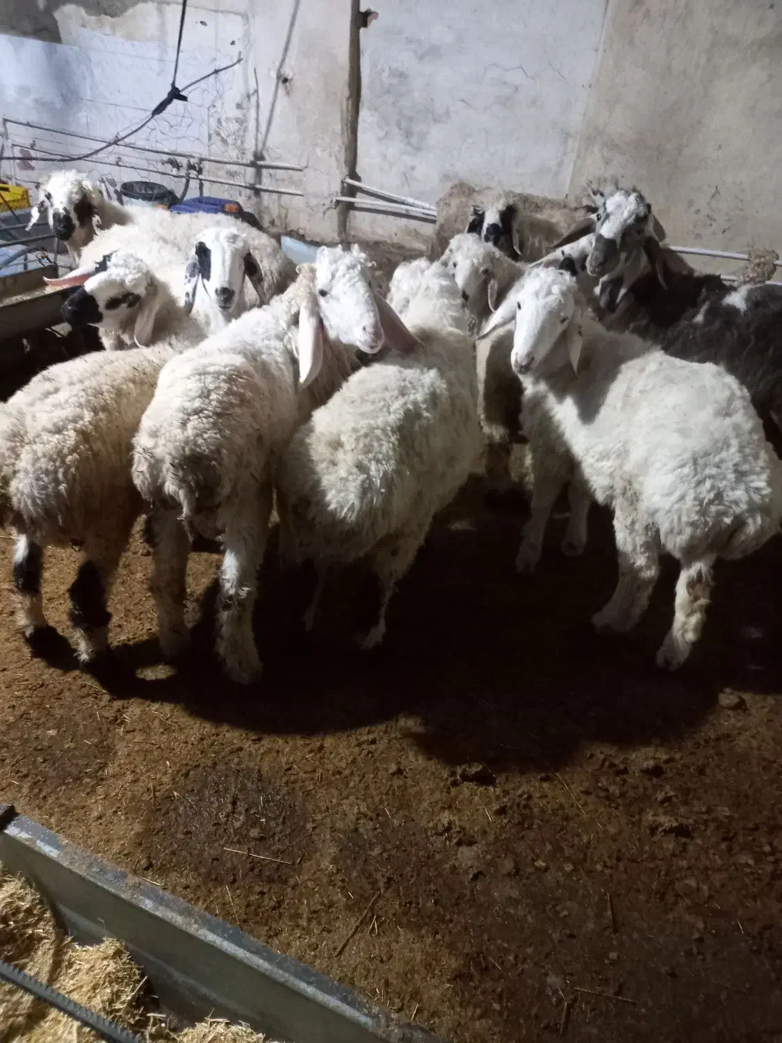 بره نر|حیوانات مزرعه|زابل, |دیوار