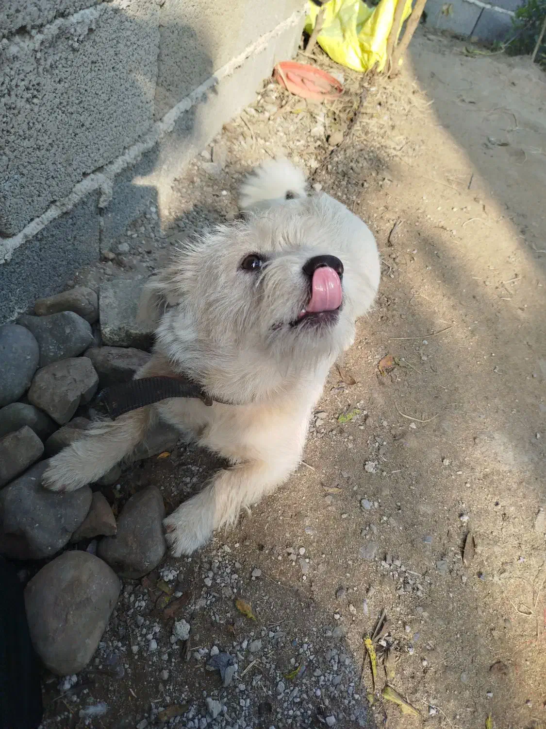 سگ شیتزو10ماهه|سگ|رشت, بازار|دیوار