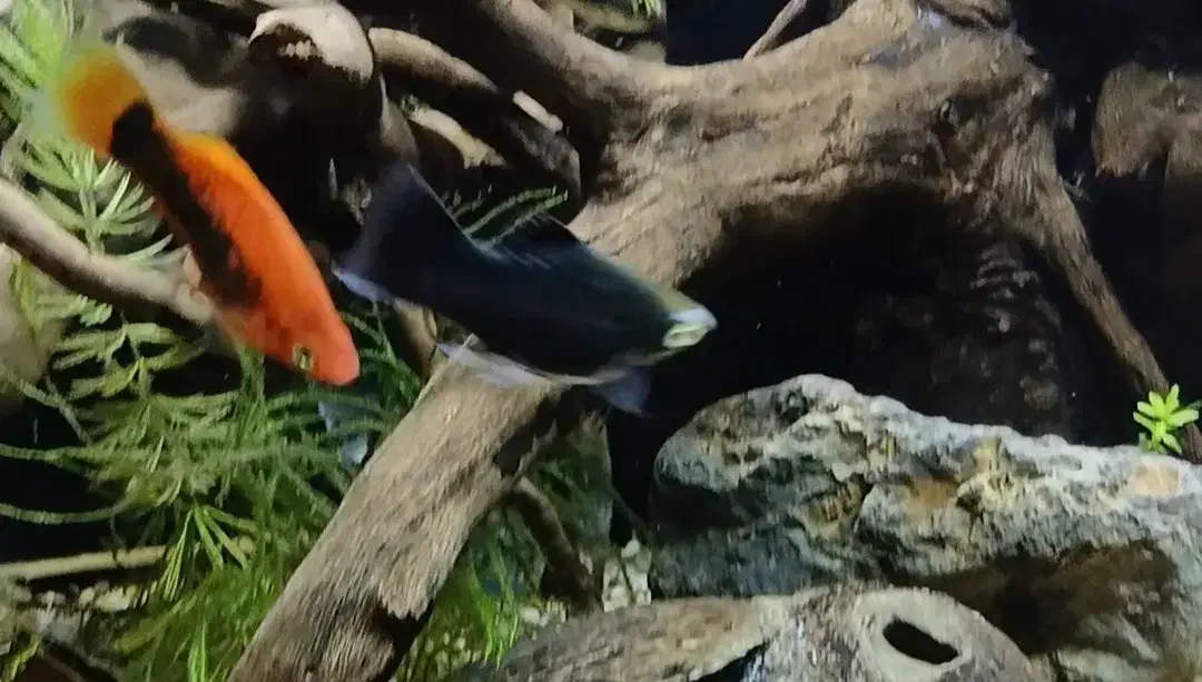 پلاتی|ماهی|خرمدره, |دیوار