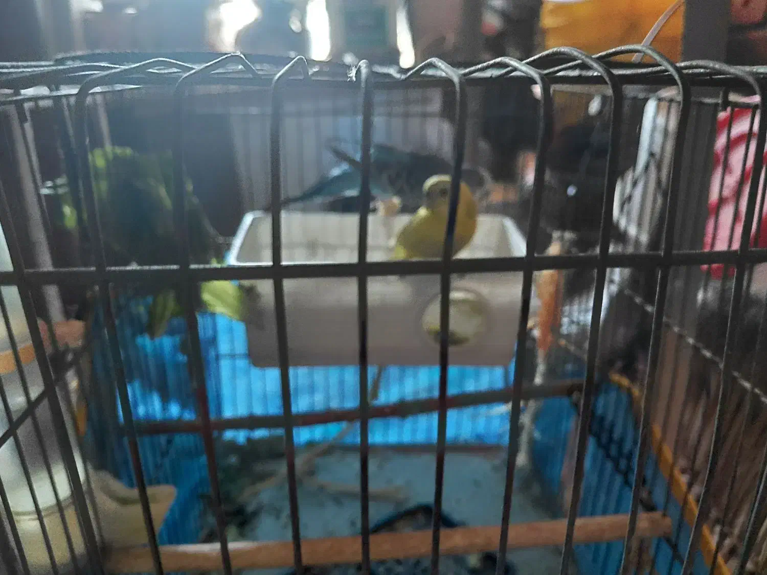 مرغ عشق|پرنده|تهران, قصر فیروزه ۱|دیوار