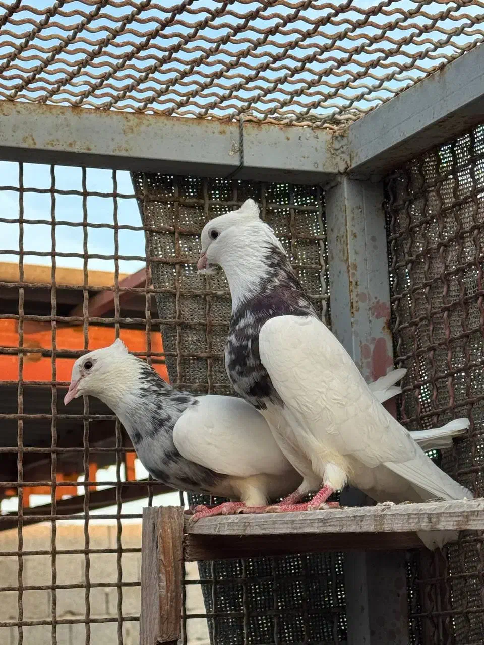 فروش یک جفت طوقی|پرنده|بندرلنگه, |دیوار