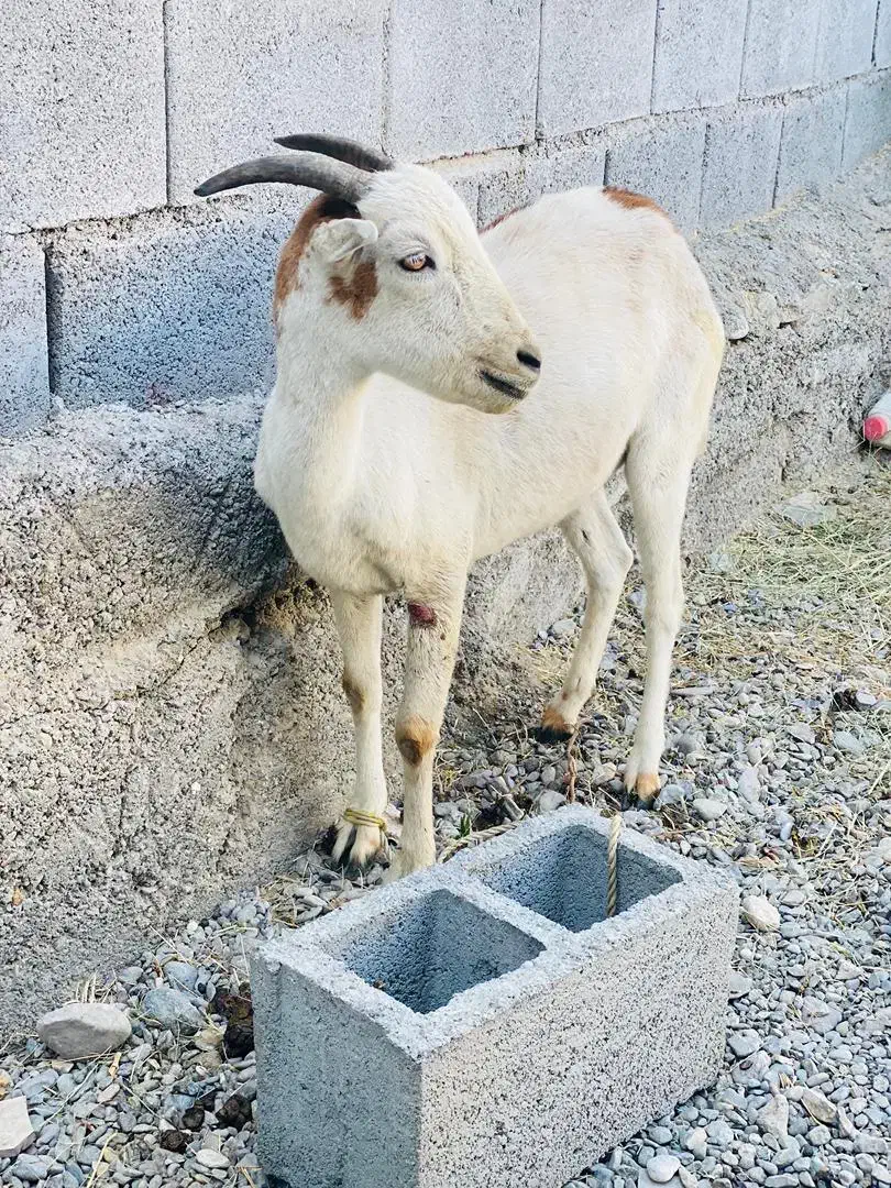 گوسفند آبستن|حیوانات مزرعه|رودان, |دیوار