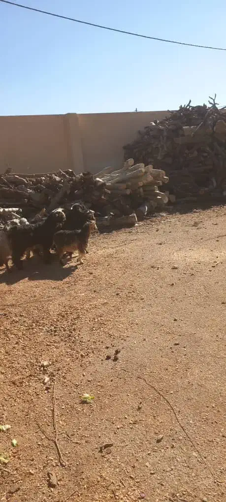 فروش بزغاله|حیوانات مزرعه|نجف‌آباد, حومه نجف آباد|دیوار