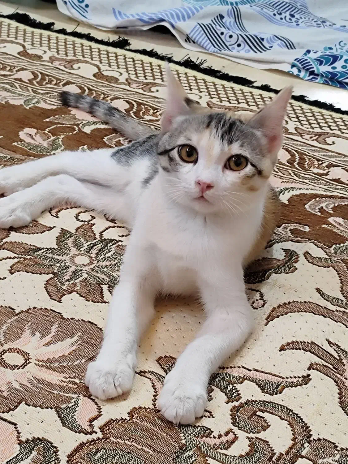 گربه|حیوانات|زابل, |دیوار