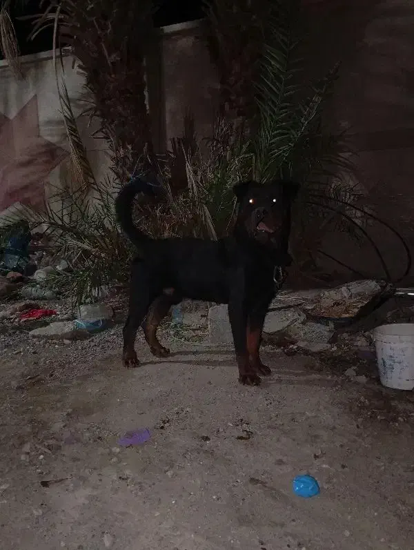 سگ روتوایلر|سگ|بندرعباس, |دیوار