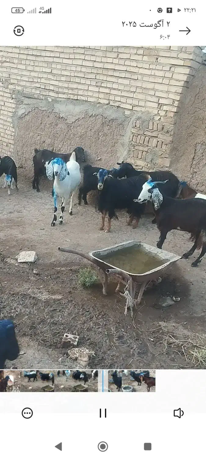 چهل راس بز جوان|حیوانات مزرعه|اهر, |دیوار