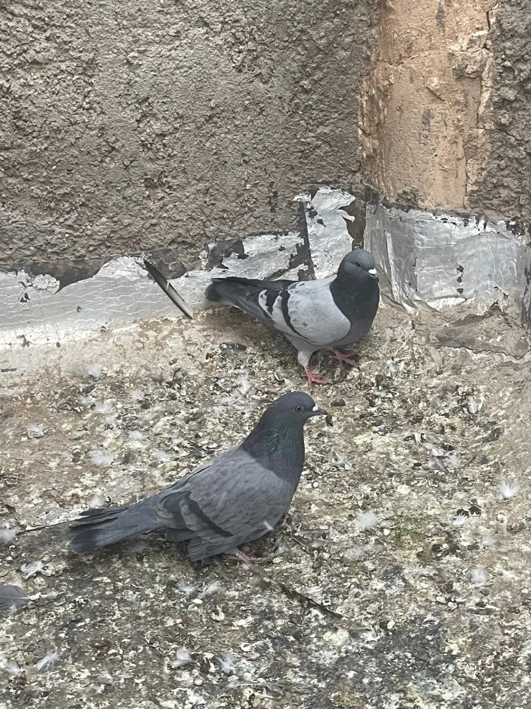 کبوتر|پرنده|اردکان, |دیوار