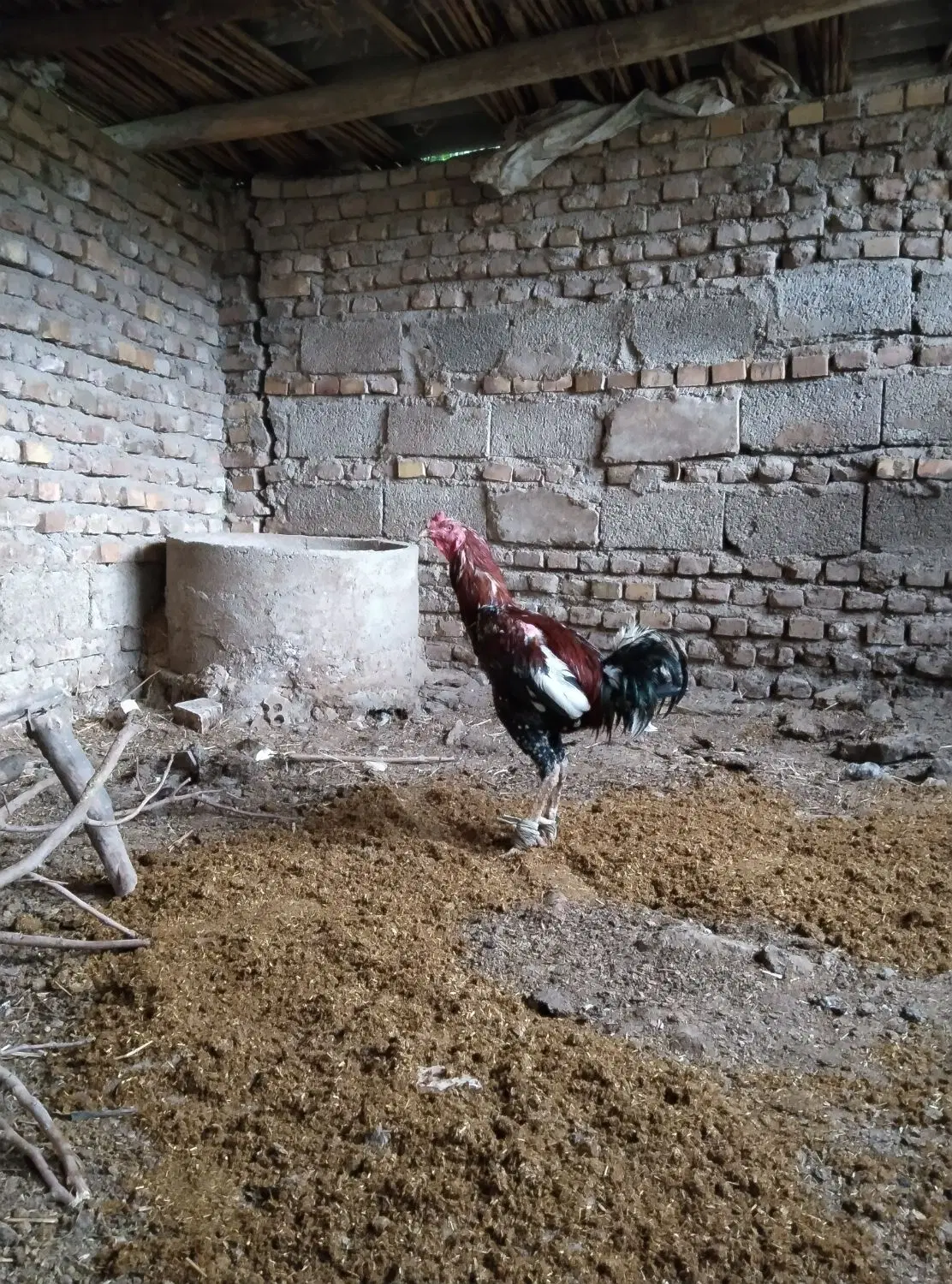لاری|حیوانات مزرعه|مینودشت, |دیوار